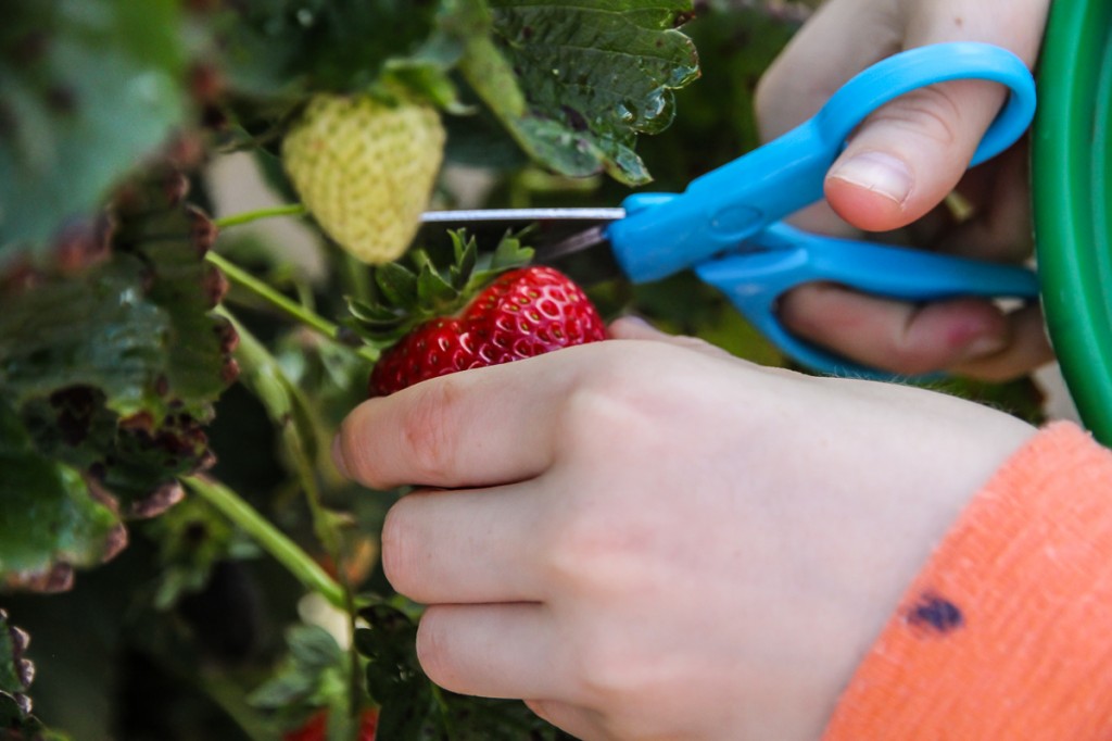 Berry Picking | Festively Made