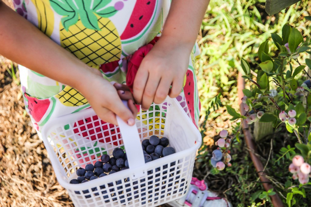 Berry Picking | Festively Made