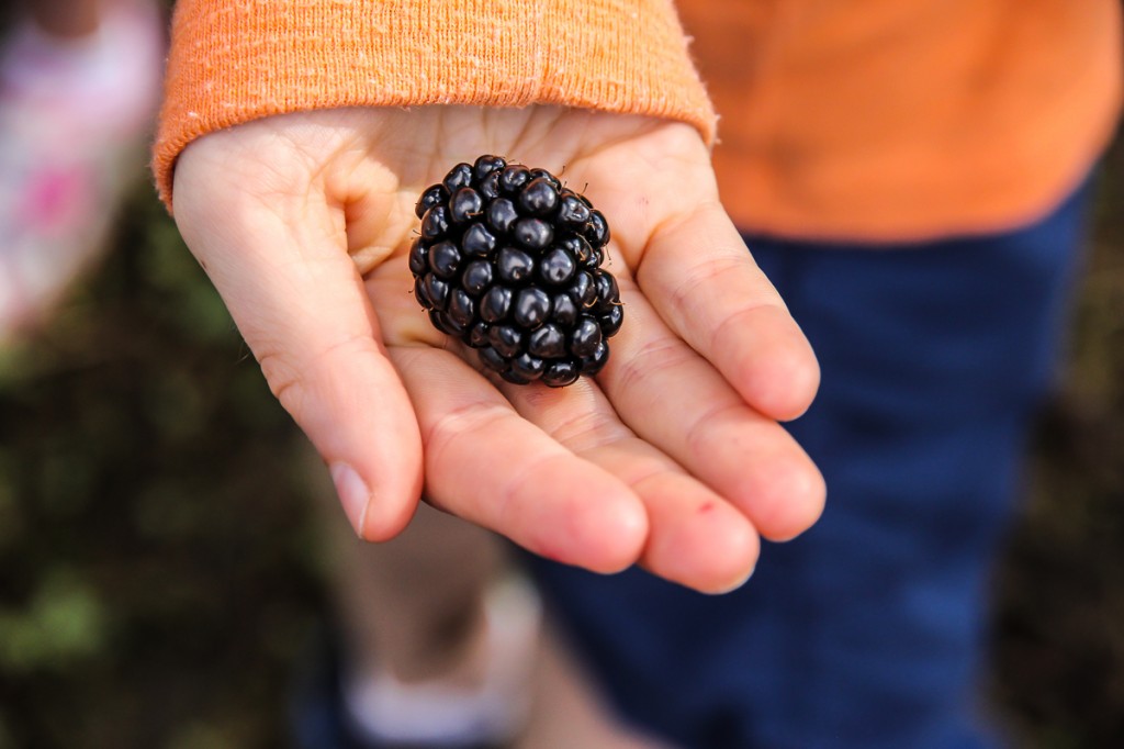 Berry Picking | Festively Made